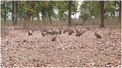 Vultures will be counted in the tiger den