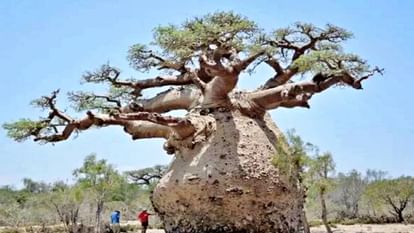 Jabalpur FIR lodged against baobab tree trader policy ready for biodiversity implementation