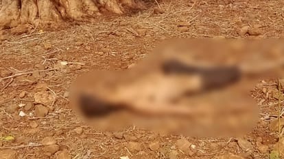 Anuppur Dead body of unknown youth found abandoned police along with dog squad and FSL team reached spot