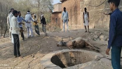 Chhatarpur: तीन दिन से 100 फीट गहरे कुएं में गिरा था बैल, गोसेवकों ने ग्रामीणों की मदद से जिंदा निकाला Chhatarpur bull had fallen into 100 feet deep well Gosevaks pulled it out alive with help villagers