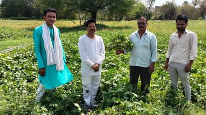 Sehore: सोयाबीन की यह किस्म विपरीत मौसम में भी अच्छा उत्पादन देने में सक्षम, जानें एक एकड़ में उत्पादन Sehore This variety of soybean is capable of giving good production even in adverse weather