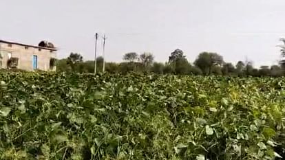 Sagar News: Bundelkhand Farmers Are Growing Soyabean in Summer