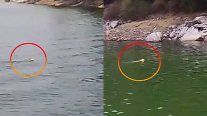 Mandsaur News Leopard swam in Gandhi Sagar Dam to get relief from heat
