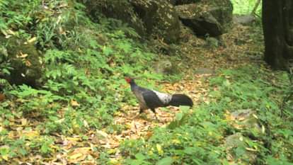 Uttarakhand: जलवायु परिवर्तन...जंगली मुर्गा झेल जाएगा क्लाइमेट चेंज की मार, चीड़ फिजेंट को होगी मुश्किल Climate change impact Wild fowl will suffer the brunt of climate change pine pheasant will face difficulties