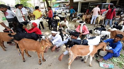 बकरीद : इंदौर से इनोवा कार से लाया गया पांच लाख का बकरा, मंडी में राजस्थानी बकरों की मांग अधिक Goat worth five lakhs brought from Indore in Innova car, demand for Rajasthani goats is high in the market.
