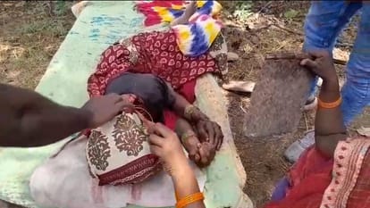 Tiger attacks woman grazing cattle, hospitalization continues, treatment underway