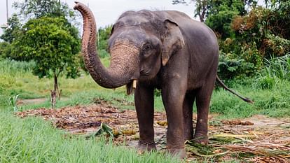 Anuppur: Villagers troubled by elephants pelted stones at the ranger's vehicle, forest guard fell into a well