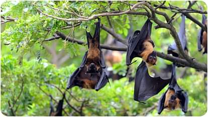 Nipah Virus: केरल में निपाह संक्रमण का अलर्ट, जून-जुलाई में क्यों बढ़ जाता है प्रकोप? विशेषज्ञ से जानिए Nipah Virus Outbreak in Kerala Why does Nipah spiral every year During monsoon season