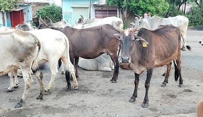 FIR lodged against 59 cattle keepers in Katni