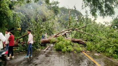 Omkareshwar: भारी बारिश और आंधी ने गिराए कई पेड़, मोरटक्का-ओंकारेश्वर सड़क पर ट्रैफिक बाधित Omkareshwar: Heavy rain and storm felled many trees, traffic disrupted on Moratakka-Omkareshwar road.