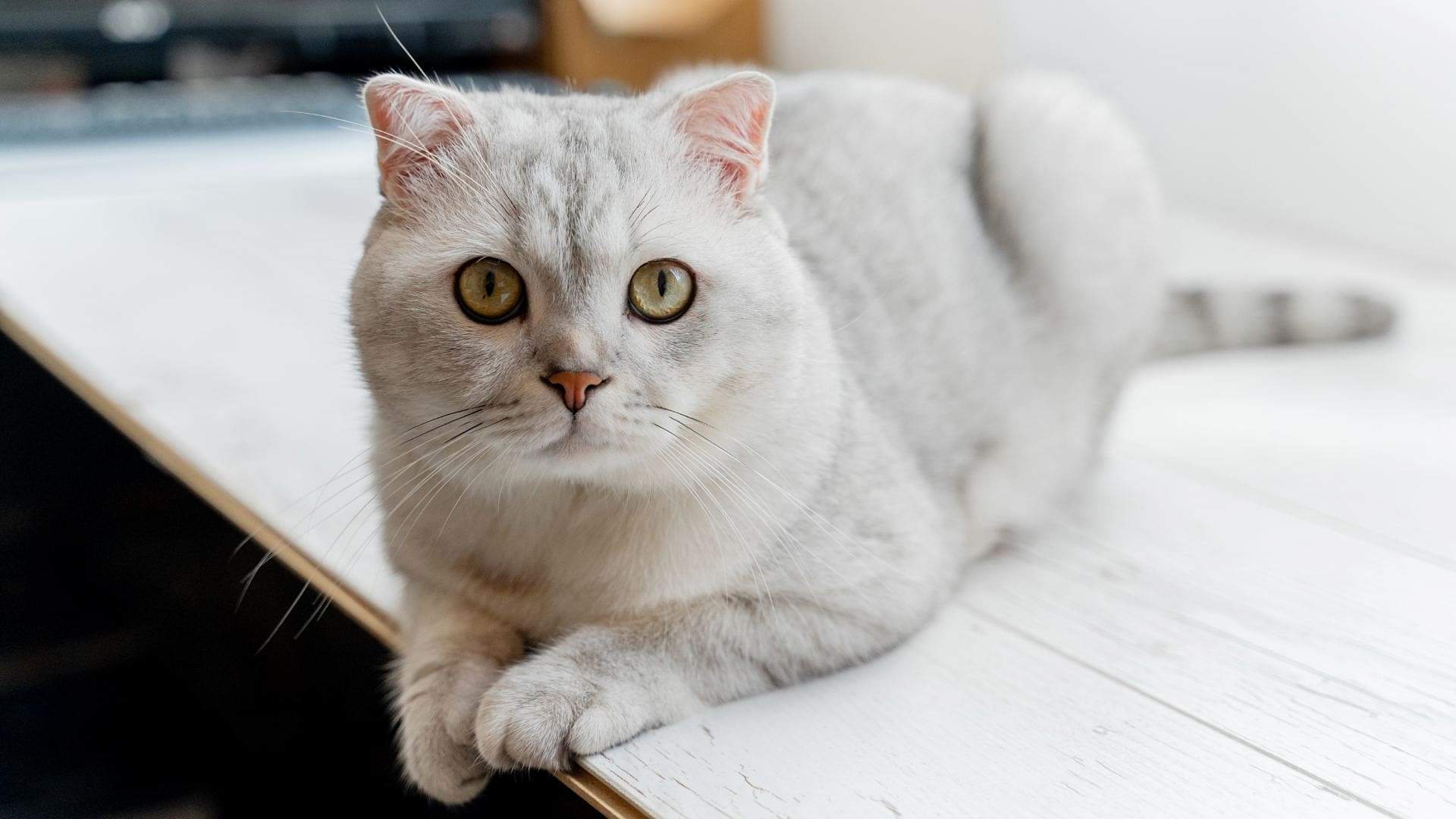 Cat Birth: घर में बिल्ली के बच्चों का जन्म लेना शुभ माना जाता है या अशुभ? जानें क्या कहते हैं शास्त्र cat gives birth in house astrology what does it mean when a cat gives birth in your house