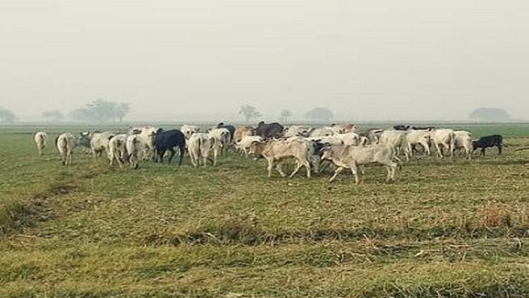 खबर शहर , Budaun News: छुट्टा पशुओं से फसल बचाने को खेत में तार लगाकर छोड़ा करंट, चपेट में आकर किसान की मौत – INA खबर शहर , Budaun News: छुट्टा पशुओं से फसल बचाने को खेत में तार लगाकर छोड़ा करंट, चपेट में आकर किसान की मौत – INA