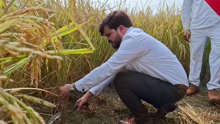 खबर शहर , UP News: …जब हसिया लेकर धान काटने लगे डीएम, लोग बोले- अधिकारी हो तो ऐसा; फसल बीमा की हकीकत जानने पहुंचे थे – INA खबर शहर , UP News: …जब हसिया लेकर धान काटने लगे डीएम, लोग बोले- अधिकारी हो तो ऐसा; फसल बीमा की हकीकत जानने पहुंचे थे – INA