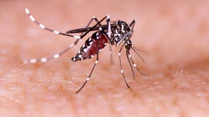 Dengue Alert In Delhi-NCR: दिल्ली-एनसीआर में डेंगू का अलर्ट, केंद्रीय स्वास्थ्य मंत्री ने की समीक्षा बैठक Dengue alert in Delhi-NCR, Union Health Minister held a review meeting
