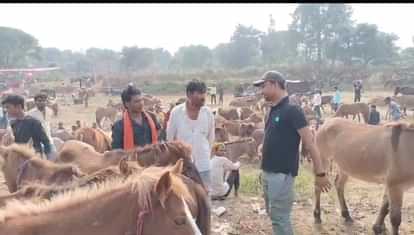MP News: सवा लाख में बिका 'लॉरेंस' तो 'सलमान-शाहरुख' को लोगों ने लिया हल्के में, समझें पूरा माजरा MP News: 'Lawrence' was sold for 1.25 lakhs and people took 'Salman-Shahrukh' lightly