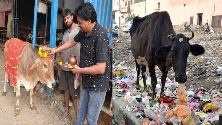 यूपी – आस्था बनाम अनदेखी: कहीं हो रही गोमाता की पूजा, कहीं प्लास्टिक-कूड़ा खा रहीं गायें – INA यूपी – आस्था बनाम अनदेखी: कहीं हो रही गोमाता की पूजा, कहीं प्लास्टिक-कूड़ा खा रहीं गायें – INA