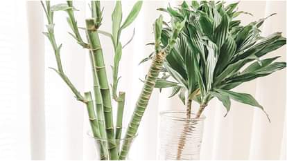 World Bamboo Day 2025: घर में बांस लगाने से बदल जाएगी किस्मत! जानें इसके फायदे World Bamboo Day 2025 Benefits Of Keeping Bamboo Plant At Home