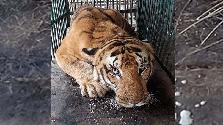 खबर शहर , Kanpur: लखीमपुर खीरी से लाए गए आदमखोर बाघ को चिड़ियाघर में उम्रकैद – INA खबर शहर , Kanpur: लखीमपुर खीरी से लाए गए आदमखोर बाघ को चिड़ियाघर में उम्रकैद – INA
