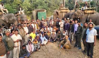 Umaria News: पांचवें दिन पकड़ा गया छोटा भीम, हाथियों के साथ तलाश रही थी वन विभाग की टीम, वनविहार में होगा इलाज Chhota Bheem was finally caught, after four days of hide and seek