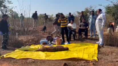Panna: Leopard's body found in Panna's jungles, death suspected in mutual conflict, tiger was also injured