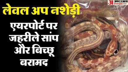 Jaipur: बैंकॉक से लेकर आए सांप और बिच्छू, जहरीले जीवों से भरे सात डिब्बे बरामद, दो आरोपियों को हिरासत में लिया Jaipur: Snakes and scorpions brought from Bangkok, 7 boxes filled with poisonous creatures recovered
