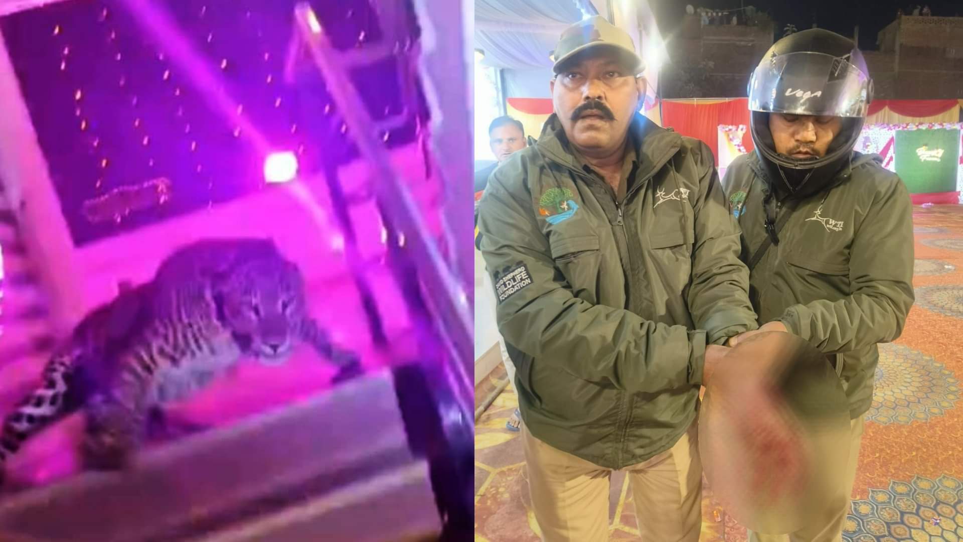 बरात में घुसा तेंदुआ: हमला करने से लेकर पकड़े जाने तक मची रही भगदड़ और दहशत, तस्वीरों में देखें पूरी कहानी A leopard entered in a marriage lawn in a party
