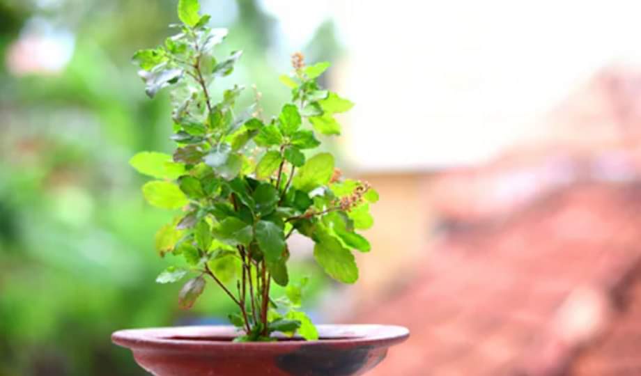 Tulsi Vivah 2025: तुलसी विवाह में शामिल करें ये चीजें, घर में आएगी बरकत और चमकेगी किस्मत Tulsi Vivah 2025 Date Puja Samagri Essential List in Hindi For Maa Lakshmi Blessing