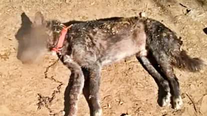 Rajasthan: पड़ोसी ने खेत से रास्ता नहीं दिया तो कुत्ते को बर्बरता से मार डाला, दोनों आंखें फोड़कर पैर भी तोड़ा Rajasthan Bharatpur when dog was not given way he was brutally killed both gouged out and his leg was broken