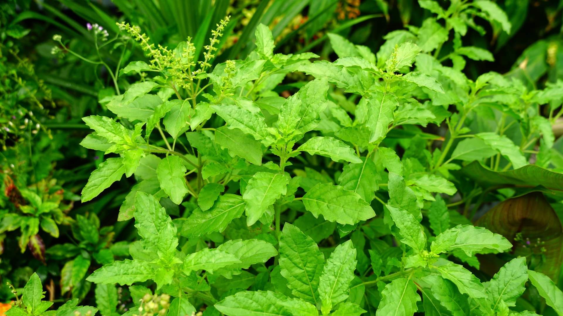 Tulsi Vivah 2025: तुलसी विवाह कब है? इस बार बन रहे हैं कई शुभ योग, जानें पूजा का महत्व और समय Tulsi Vivah 2025 Date & Muhurat on 2nd or 3rd November Know the Correct Date and Auspicious Time