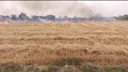 पंजाब की पर्यावरणीय समस्या से समाधान: पराली से निकलेगा प्लास्टिक का तोड़, ब्रिक-नाबी के वैज्ञानिकों को सफलता Solution to Punjab environmental problem stubble will be used to break down plastic
