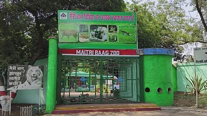 मैत्री बाग जू: भीषण गर्मी से वन्यजीवों को बचाने के लिए की जा रही पानी की बौछार, डाइट में भी किया गया बदलाव Special arrangements made to save wildlife from scorching heat in Maitri Bagh Zoo