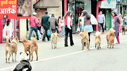 Shimla: पहले से ज्यादा आक्रामक हो गए कुत्ते, दे रहे गहरे घाव, 16 महीनों में 2951 लोगों को काटा Dogs have become more aggressive than before, causing deep wounds, bit 2951 people in 16 months