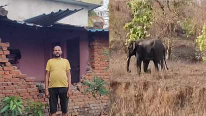 गांव में दहशत: मरवाही और कोरबा में हाथी का आतंक, दो की मौत, कई घरों की तोड़ी दीवार...वन विभाग करा रहा मुनादी Elephants killed two in Marwahi and Korba