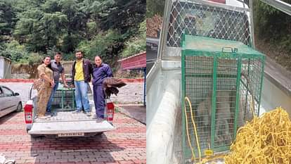 Shimla: वन विभाग की टीम ने पकड़ा रेलवे कर्मचारी पर हमला करने वाला लंगूर, रेस्क्यू सेंटर टूटीकंडी भेजा The forest department team caught the langur that attacked the railway employee in Majyaath ward