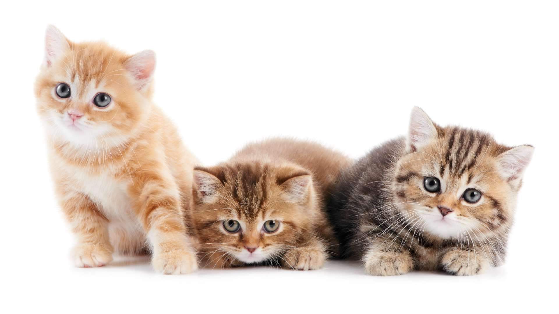 Cat Birth: घर में बिल्ली के बच्चों का जन्म लेना शुभ माना जाता है या अशुभ? जानें क्या कहते हैं शास्त्र cat gives birth in house astrology what does it mean when a cat gives birth in your house