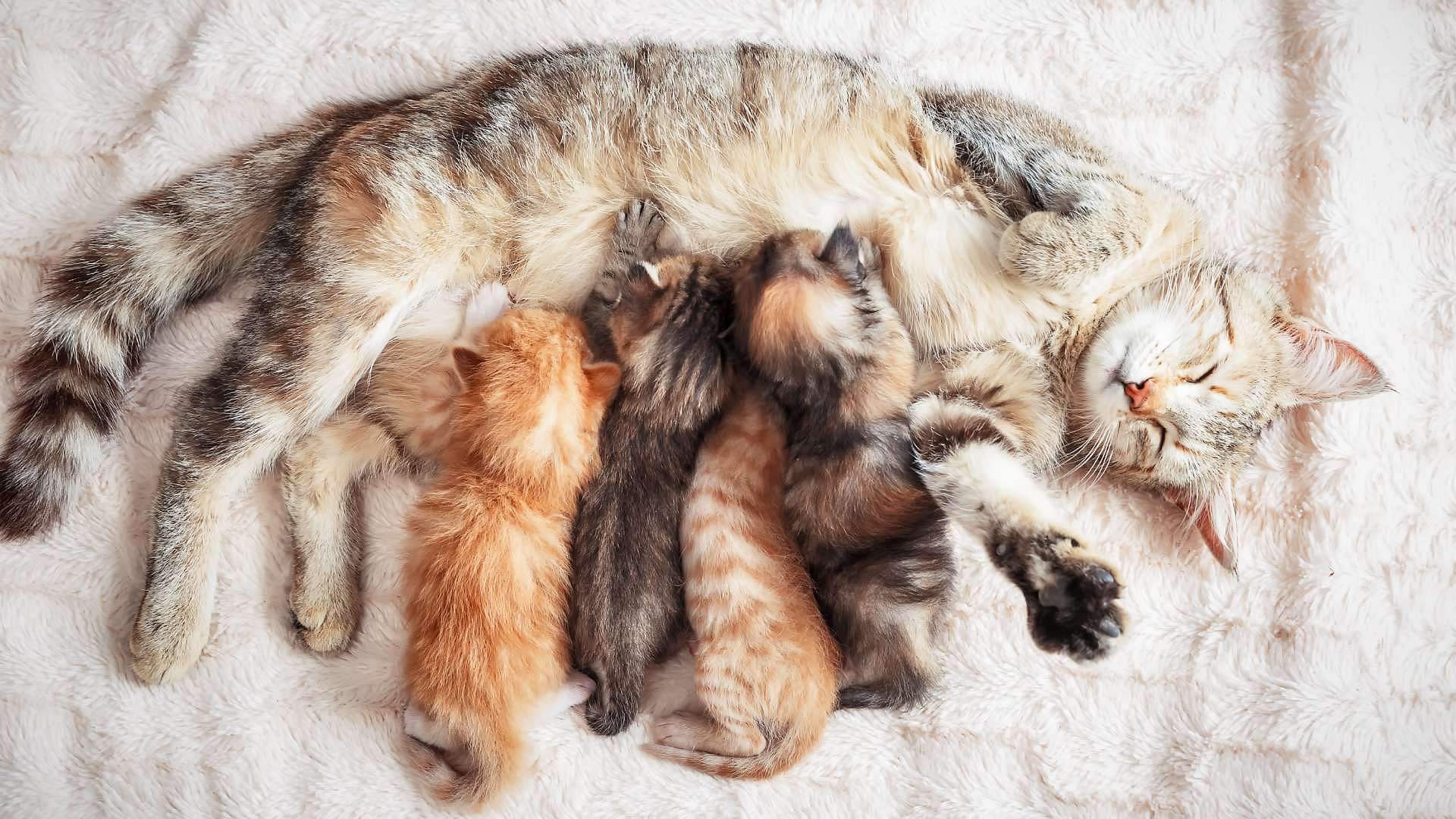 Cat Birth: घर में बिल्ली के बच्चों का जन्म लेना शुभ माना जाता है या अशुभ? जानें क्या कहते हैं शास्त्र cat gives birth in house astrology what does it mean when a cat gives birth in your house