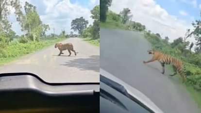 Lakhimpur Kheri: सड़क पर आया बाघ तो थम गए वाहनों के पहिए, आधे घंटे तक रही दहशत; देखें वीडियो When tiger came on the road people got scared in lakhimpur kheri