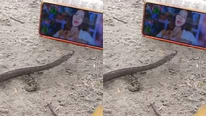 Viral Video: घर से निकला सांप तो मोबाइल पर भोजपुरी गाना चलाकर रख दिया सामने, नाग भी फन फैलाए देखने लगा When the snake came out Bhojpuri song was played on the mobile and kept in front of it Video goes Viral
