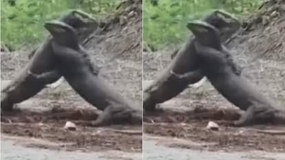 Viral Video: दो बड़ी छिपकलियों में हुई इतनी भयंकर लड़ाई कि WWE भी फेल, एक-दूसरे को उठा-उठाकर पटका Two Monitors lizards had such fight that even WWE failed they picked each other up and threw Video Viral