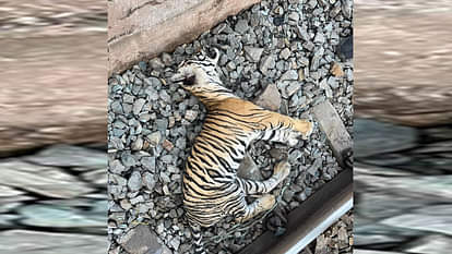 Chitrakoot: ट्रेन की चपेट में आकर बाघ के पांच माह के शावक की मौत Chitrakoot: Five-month-old tiger cub dies after being hit by a train