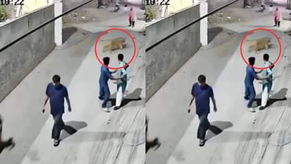 Viral Video: दीवार फांदकर अचानक कूदी शेरनी और महिला पर कर दिया हमला, चारों तरफ मची अफरा-तफरी, देखें वीडियो A lioness suddenly jumped across the wall and attacked a woman there was chaos all around Video Viral