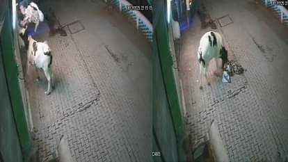 Viral Video: घर के बाहर टहल रही महिला को सांड ने उठाकर पटका, वायरल हुआ दिल दहला देने वाला वीडियो sambhal district of uttar pradesh viral video a bull attacked a woman walking on the road