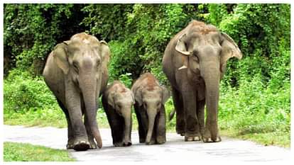 Wildlife: वन क्षेत्र में आधारभूत विकास के लिए वन्यजीव मंजूरी की जरूरत नहीं, जनजातीय मंत्रालय ने किया साफ Wildlife clearance not mandatory for basic public facilities under FRA Tribal ministry clarifies