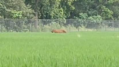 Bahraich News: खेत गई महिला पर बाघ ने किया हमला... ग्रामीणों ने बचाई जान, एक घंटे तक दहाड़ता रहा आदमखोर tiger attacked woman in Bahraich Villagers saved her life roared for hour in fields