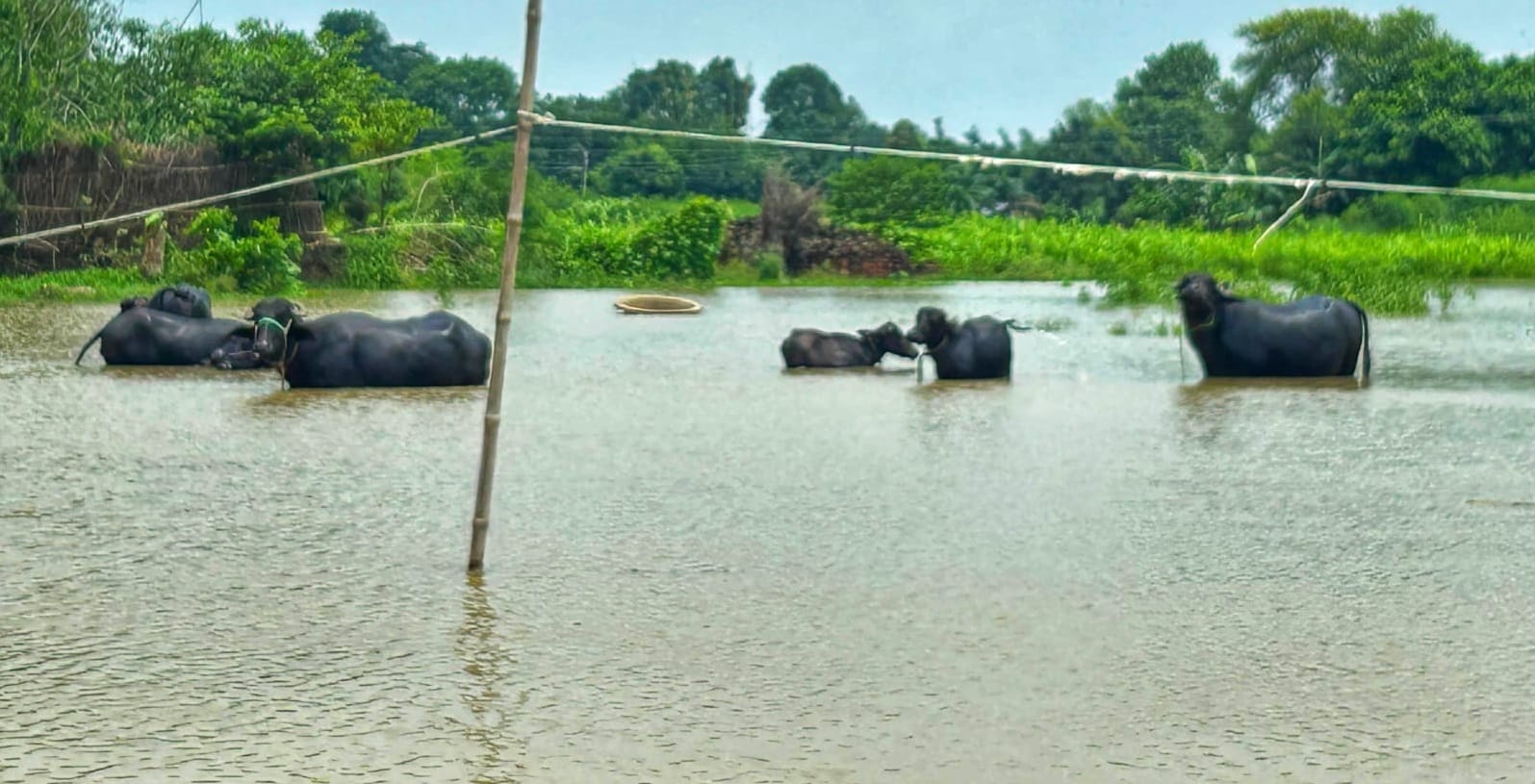 Bihar Flood: बिहार में बाढ़ से 15 लाख से अधिक लोग प्रभावित, कई बेघर हुए; सीएम नीतीश कुमार ने की हाईलेवल मीटिंग Bihar News: More than 15 lakh people affected by floods in Bihar, many left homeless; CM Nitish Kumar Meeting