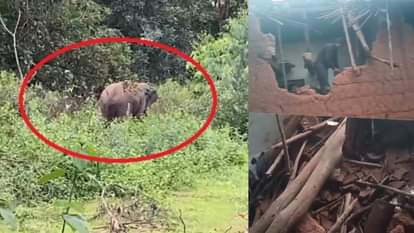 गौरेला पेंड्रा मरवाही: हाथियों का उत्पात जारी, ग्रामीण के घर में की जमकर तोड़फोड़, धान-चावल भी खा गए गजराज Elephants vandalized a villager's house in Marwahi forest area