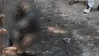 UP News: सपा दफ्तर के सामने आत्मदाह के लिए युवक को मुंहबोली बहन और भाई ने उकसाया था; जांच में खुलासा young man instigated by his adopted sister and brother to commit suicide in front of SP office