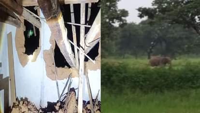 गांव में हाथियों का आतंक: मकान तोड़ा, कमरे में दुबककर परिवार ने बचाई जान, रतजग्गा करने को मजबूर ग्रामीण Elephant destroyed house, family saved their lives by hiding in room, villagers forced to stay awake at night