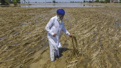 Punjab Flood: यूपी से आएगा कनक का बीज, बाढ़ पीड़ित किसानों की मदद के लिए पीलीभीत के कई गांवों आगे आए Kanak seeds will come from UP in Punjab, many villages of Pilibhit came forward to help flood affected farmers