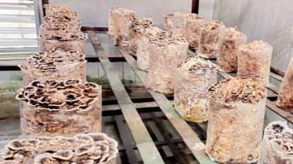 हिमाचल: शिटाके के बाद अब टर्की टेल मशरूम किसानों को करेगी मालामाल, 20,000 रुपये प्रति किलो है कीमत After shiitake, turkey tail mushrooms will make farmers rich, costing Rs 20,000 per kg.
